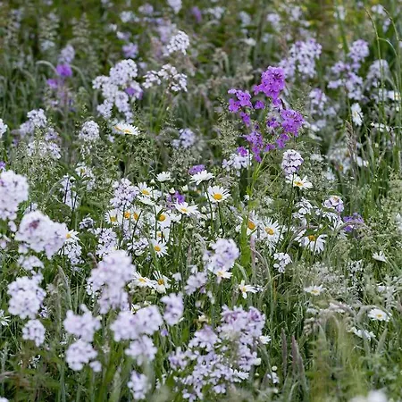 Les De Malbrough אכסניה איירה-סור-לה-ליס